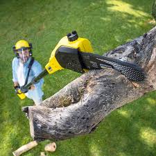 Reliable Somerton, AZ Tree Removal Solutions