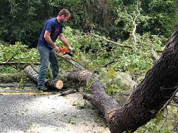 How Our Tree Care Process Works  in  Somerton, AZ