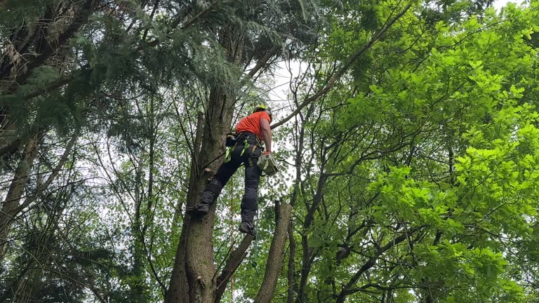 Best Tree Preservation Services  in Somerton, AZ